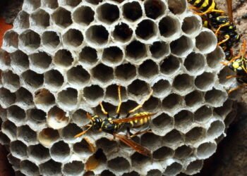 Os truques naturais mais eficazes para afastar vespas de casa