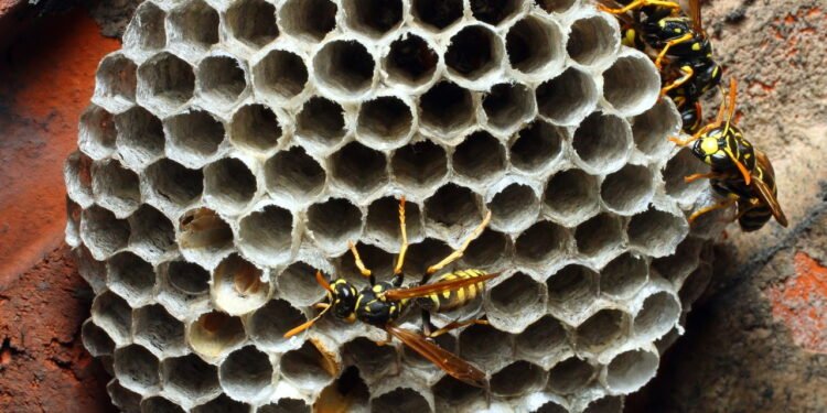 Os truques naturais mais eficazes para afastar vespas de casa