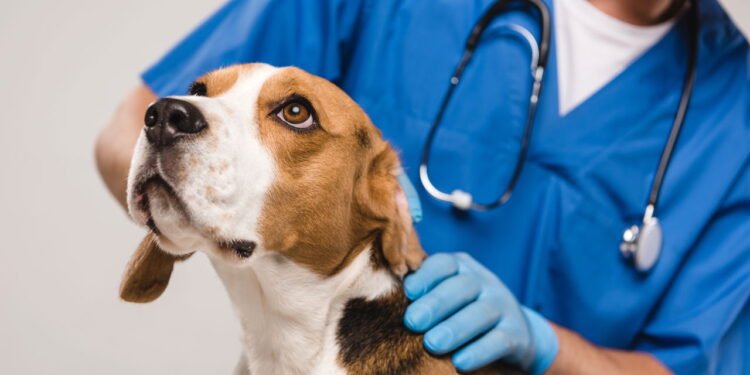 Sinais de que seu pet não está bem de saúde e quando levar ao veterinário