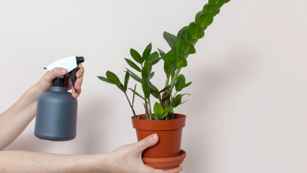 Essa planta linda quase não precisa de cuidados e purifica o ar