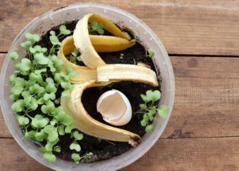 Como manter suas plantas sempre nutridas com esse adubo caseiro