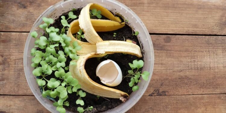 Como manter suas plantas sempre nutridas com esse adubo caseiro