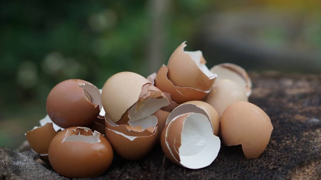 Como manter suas plantas sempre nutridas com esse adubo caseiro