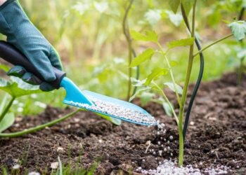 Esse adubo natural pode transformar qualquer planta em um jardim florido