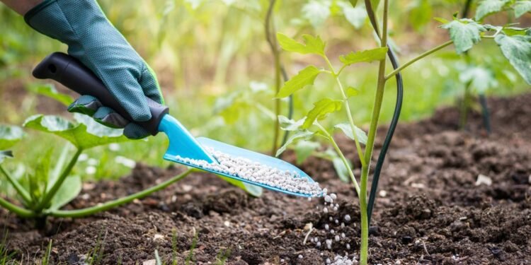 Esse adubo natural pode transformar qualquer planta em um jardim florido