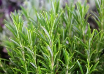 Como cultivar a planta mais poderosa para blindar sua memória em casa