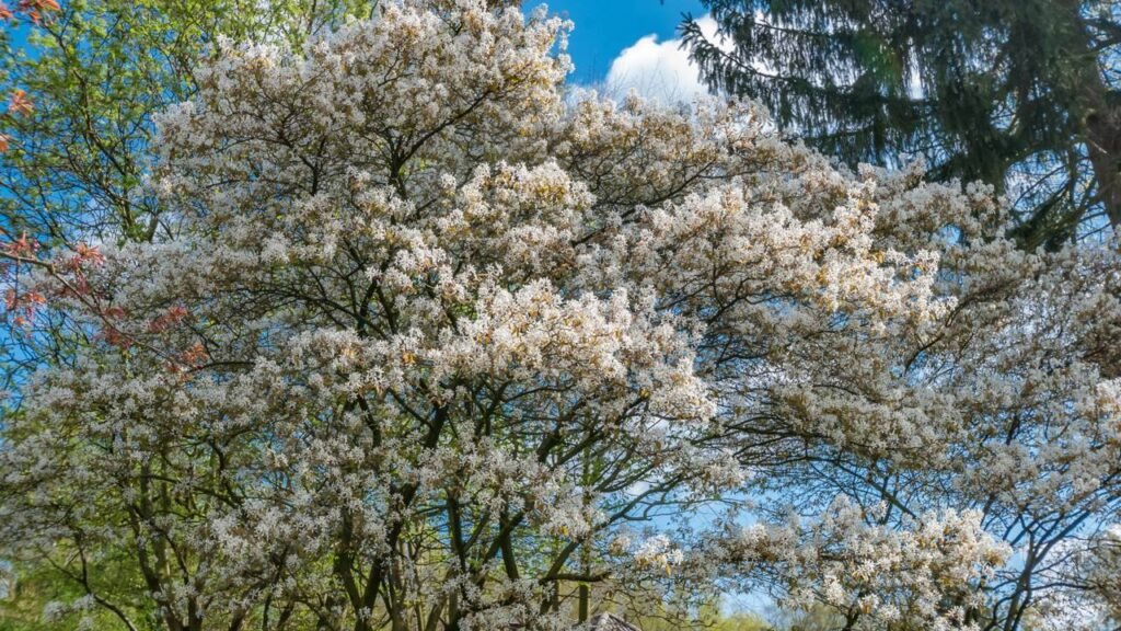 Árvores que florescem e atraem pássaros ideais para a primavera