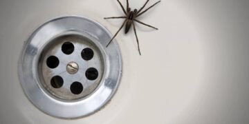 5 plantas aromáticas que afastam baratas e ainda perfumam seu lar