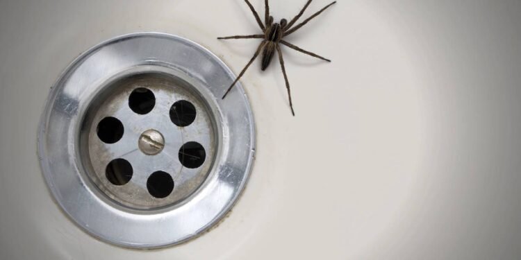 5 plantas aromáticas que afastam baratas e ainda perfumam seu lar