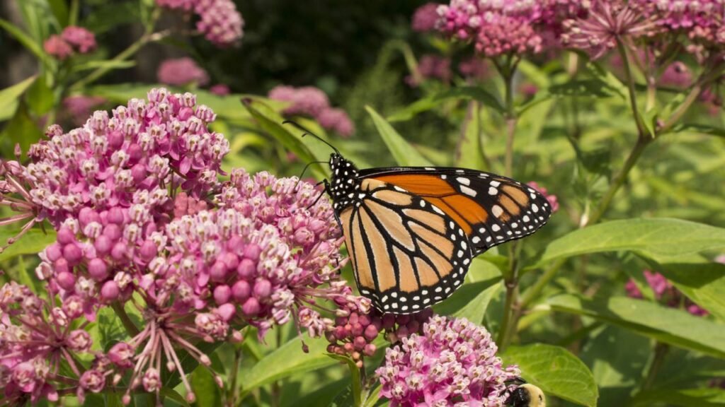 5 flores de primavera que atraem borboletas e transformam seu jardim