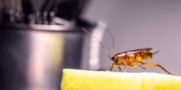 O método mais seguro contra baratas usado por quem tem crianças e pets