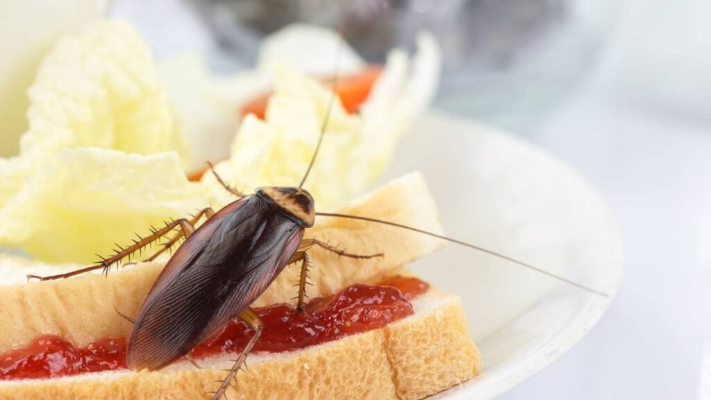 O método mais seguro contra baratas usado por quem tem crianças e pets