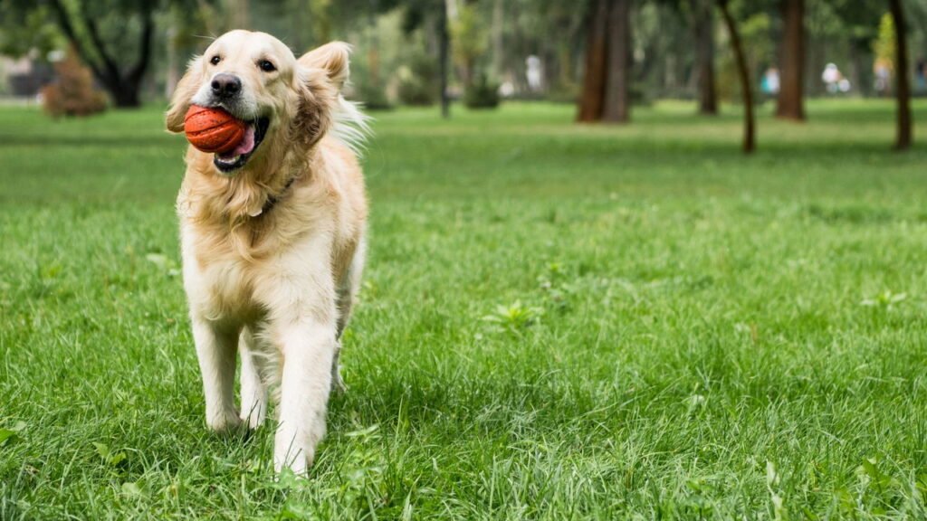 Brinquedos que ajudam na disciplina e no comportamento do seu cão