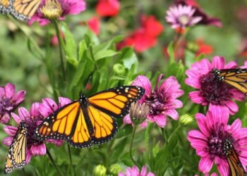 5 flores de primavera que atraem borboletas e transformam seu jardim