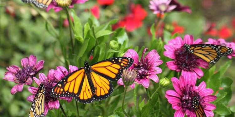 5 flores de primavera que atraem borboletas e transformam seu jardim