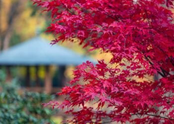 7 árvores ideais para quem quer sombra sem esforço e bagunça