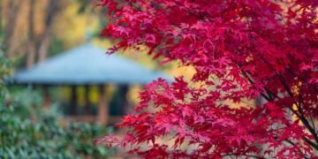 7 árvores ideais para quem quer sombra sem esforço e bagunça