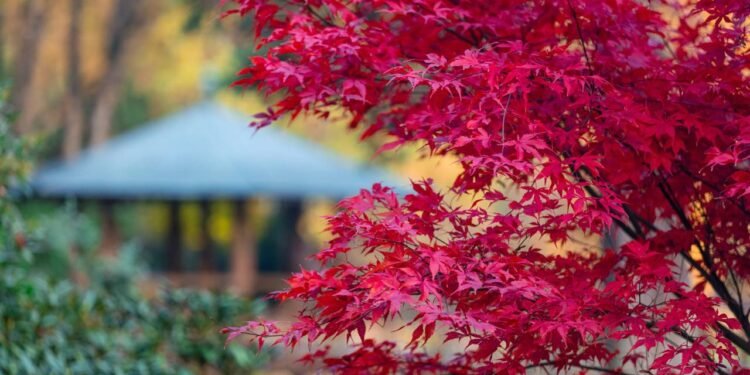 7 árvores ideais para quem quer sombra sem esforço e bagunça