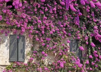 Com estes 4 ingredientes caseiros minha primavera fica cheia de flores