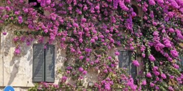 Com estes 4 ingredientes caseiros minha primavera fica cheia de flores