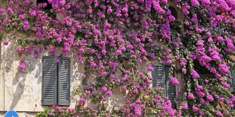 Sua Primavera pode florescer como nunca e o motivo é surpreendente - Créditos: depositphotos.com / Nowhereman