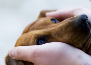 O comportamento que revela ansiedade em pets e poucos notam