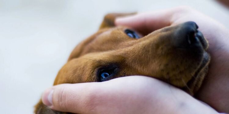 O comportamento que revela ansiedade em pets e poucos notam