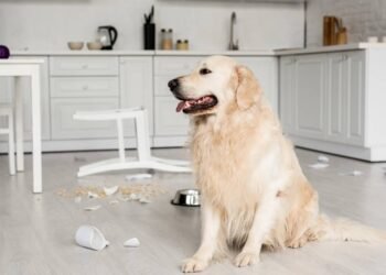Seu pet destrói tudo quando você sai? Veja o que ele sente e como ajudar