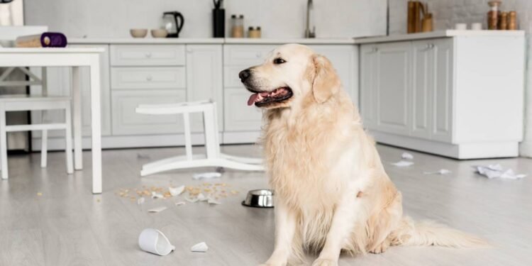 Seu pet destrói tudo quando você sai? Veja o que ele sente e como ajudar