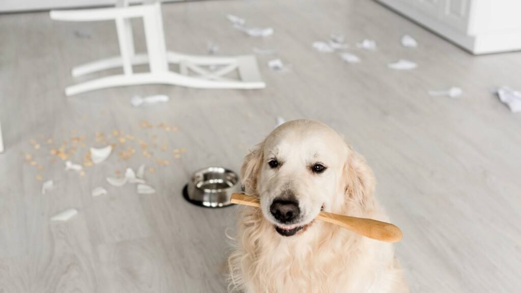 Seu pet destrói tudo quando você sai? Veja o que ele sente e como ajudar