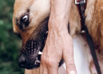 O que significa quando o cachorro morde suavemente sua mão