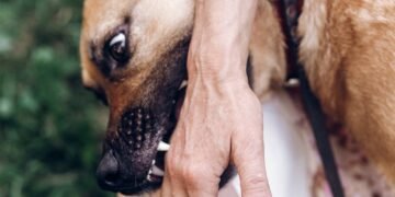 O que significa quando o cachorro morde suavemente sua mão