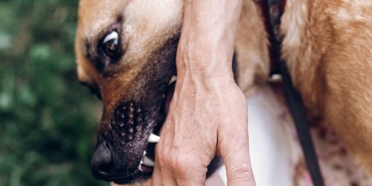 O que significa quando o cachorro morde suavemente sua mão