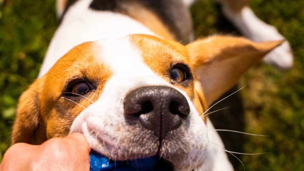 O que significa quando o cachorro morde suavemente sua mão