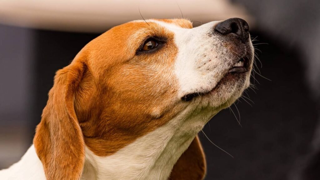 Cheiros que despertam alegria e curiosidade nos cães