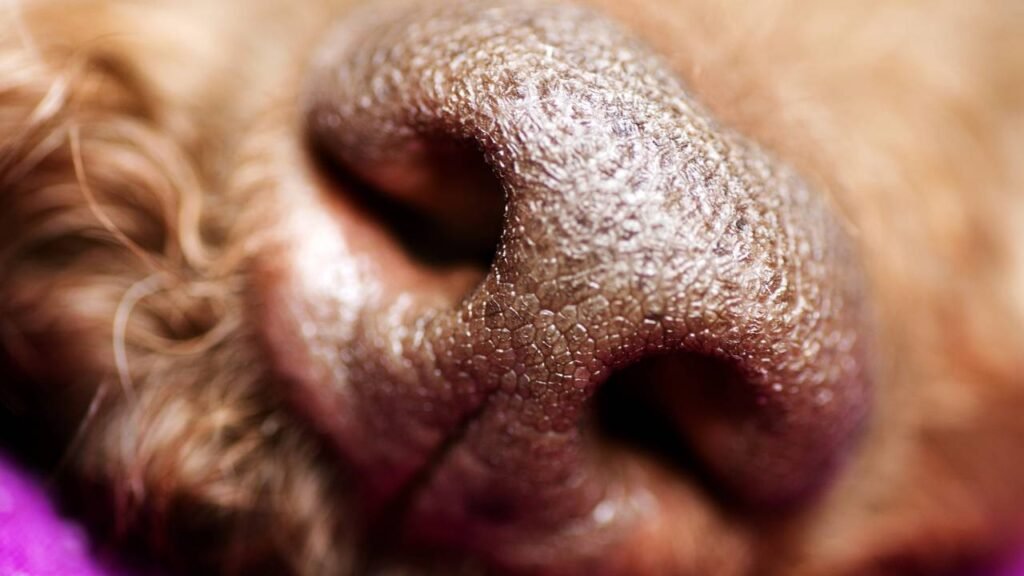 Cheiros que despertam alegria e curiosidade nos cães