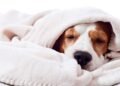 Como evitar que seu cachorro sinta frio à noite e fique doente