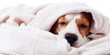 Como evitar que seu cachorro sinta frio à noite e fique doente