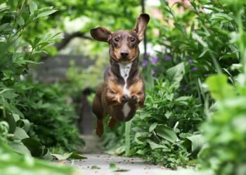 Cultivar as plantas certas pode mudar o humor do seu pet e evitar riscos
