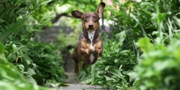 Cultivar as plantas certas pode mudar o humor do seu pet e evitar riscos