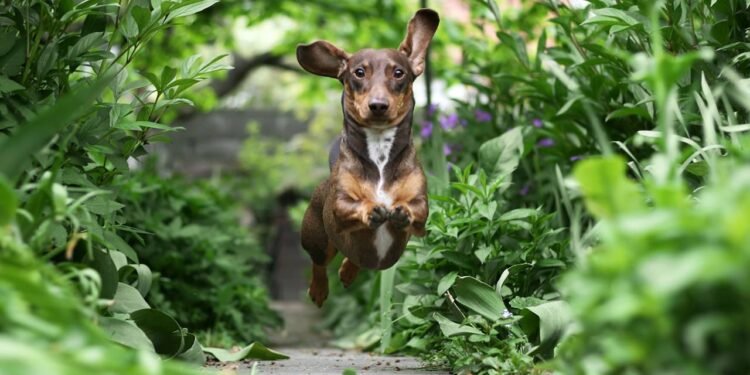 Cultivar as plantas certas pode mudar o humor do seu pet e evitar riscos