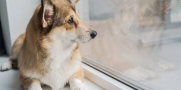 Por quanto tempo um cachorro pode ficar sozinho em casa sem sofrer
