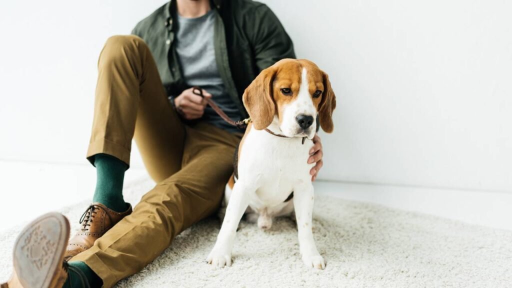 Por quanto tempo um cachorro pode ficar sozinho em casa sem sofrer
