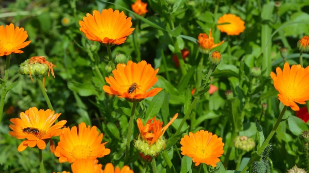 Flores aromáticas que criam uma barreira natural contra formigas