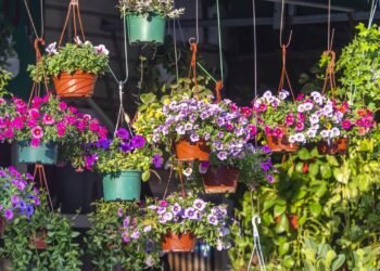 Seu jardim pode ganhar vida com essa flor fácil de cuidar e apaixonante