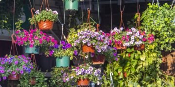Seu jardim pode ganhar vida com essa flor fácil de cuidar e apaixonante