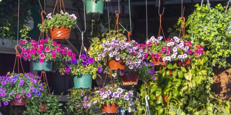 Plantas de fácil cuidado - Créditos: depositphotos.com / firefox