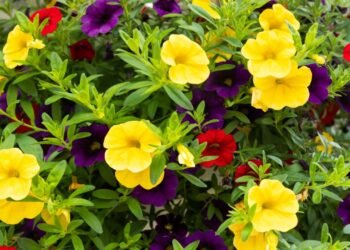 A planta com flores coloridas que parece uma petúnia, mas não é