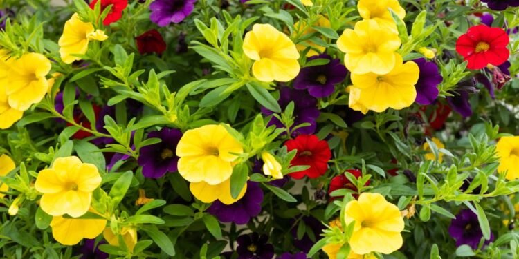 As calibrachoas pertencem à família das solanáceas e são originárias da América do Sul - Créditos: depositphotos.com / ElenaNoeva