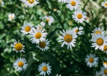 Como cultivar a planta mais relaxante e poderosa contra ansiedade